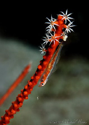 breakfast upside down
Little Bryaninops amplus lookking ... by Michael Henke 